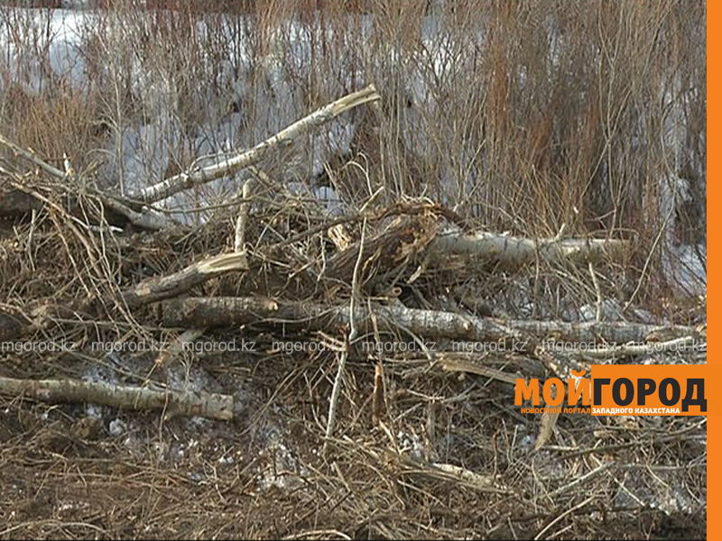 В Актобе сотнями вырубают деревья
