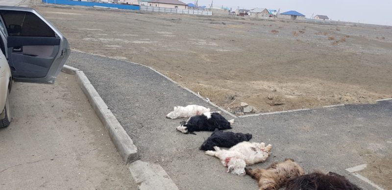 В пригороде Атырау волки загрызли домашний скот
