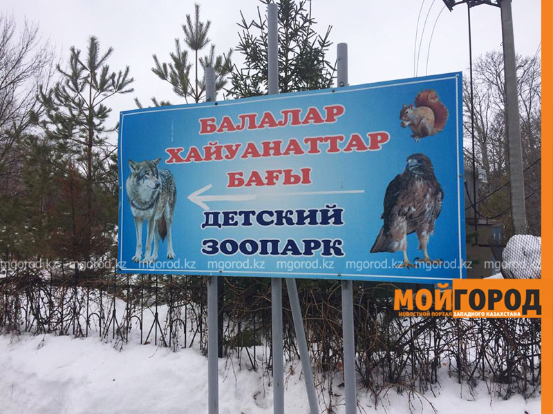 Леопарда Макса из детского зоопарка увезли в Самару