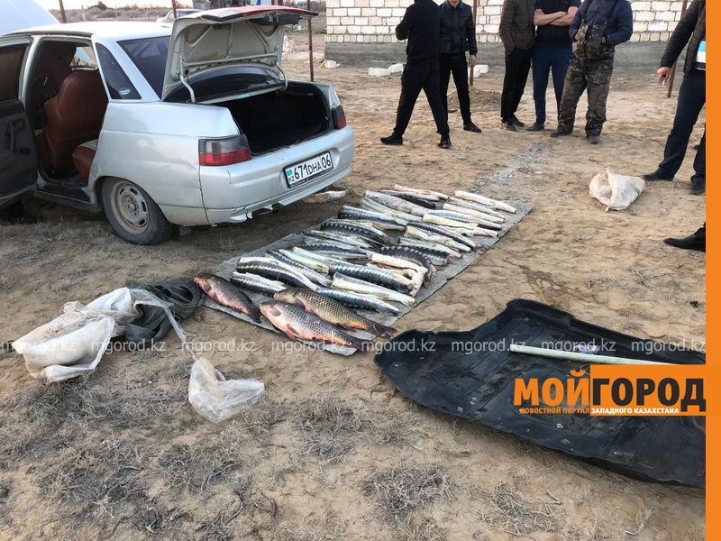 85 килограммов осетрины обнаружили полицейские у браконьеров в пригороде Атырау