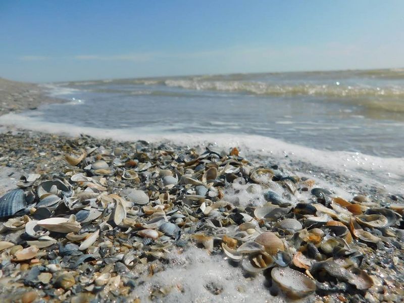 В Атырау взяли пробы воды, чтобы выяснить причину гибели моллюсков