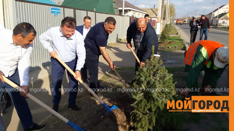 В Уральске посадили 50 колючих елей