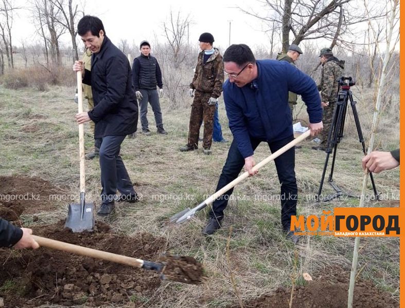 Две тысячи деревьев посадили в ЗКО