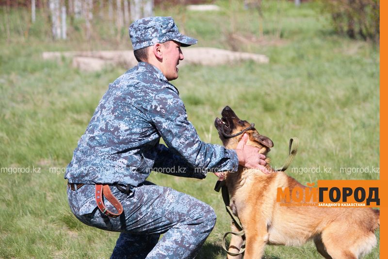 Убийства, наркотики, кражи: какие преступления помогают раскрывать служебные собаки в Уральске (фото)