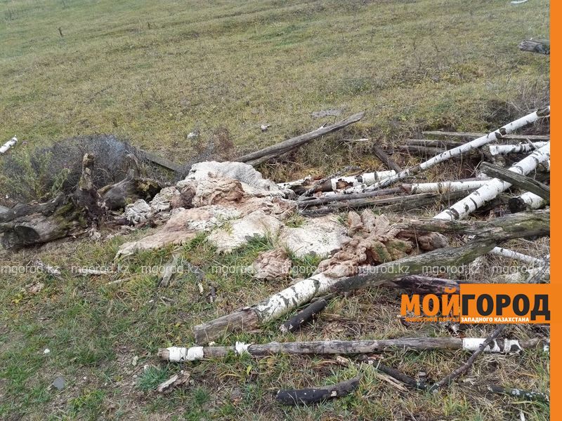 Скотокрадов задержали в Актюбинской области