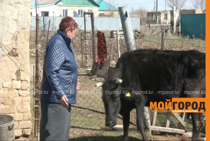 В Актюбинской области сельчанам задолжали за молоко