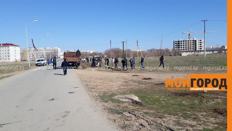 Более пяти тысяч саженцев высадили в Бурлинском районе