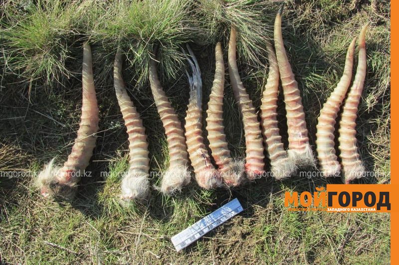 Инспектора охотзоопрома задержали с сайгачьми рогами и оружием в автомобиле
