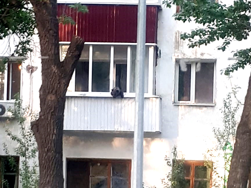 В Актау везли медвежонка, выглядывающего из балкона многоэтажки в Уральске