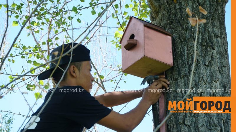 Молодежь ЗКО установила скворечники в Ханской роще