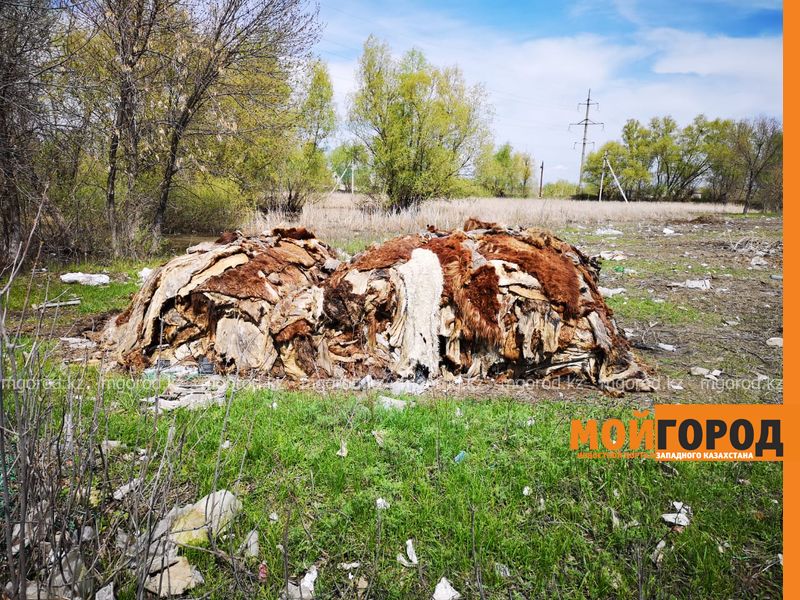 Несколько тонн шкур КРС гниют вблизи Уральска
