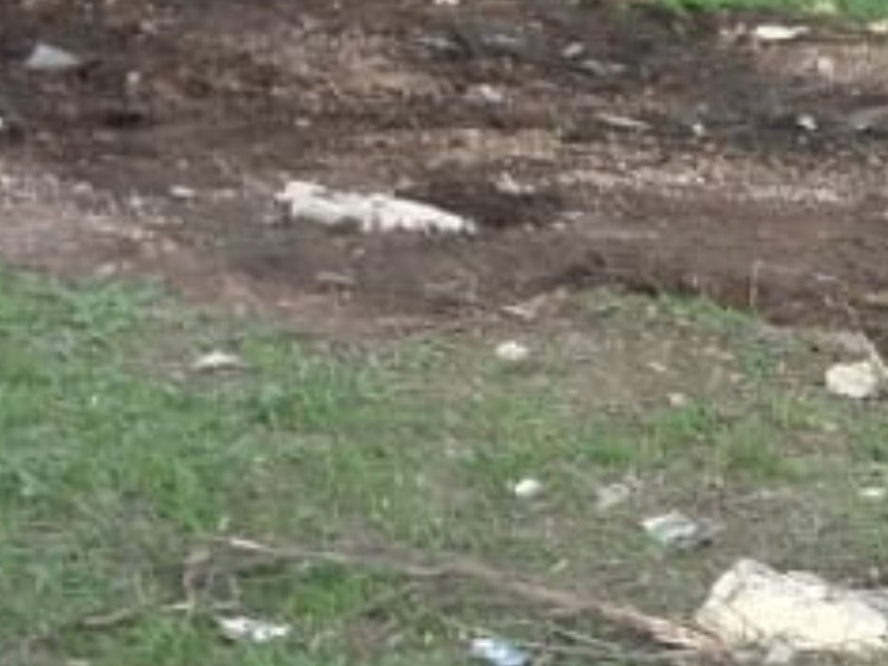 В Уральске вывезли гниющие шкуры КРС