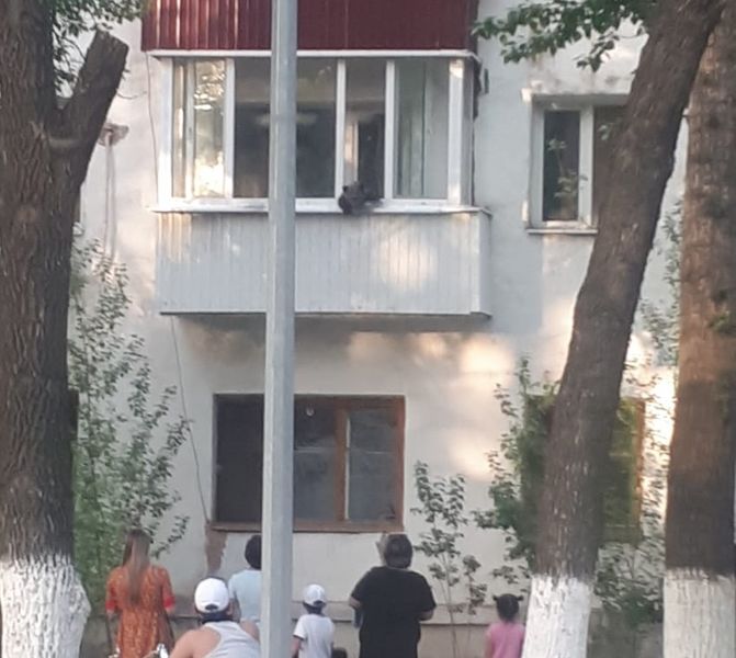 Уральцев удивил медвежонок, выглядывающий из балкона многоэтажки
