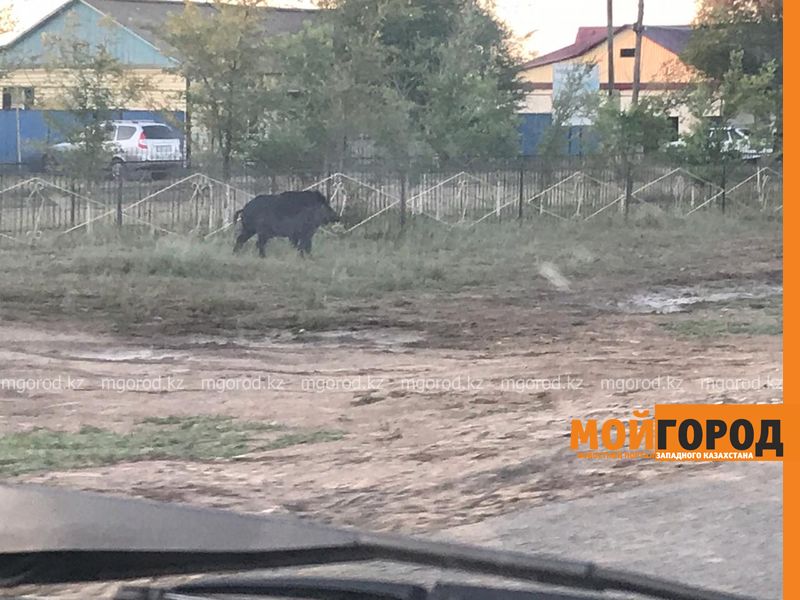 Дикий кабан забежал в село ЗКО (видео)