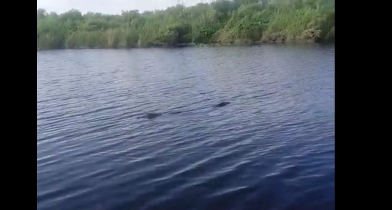 Жители ЗКО в реке «обнаружили» крокодила (видео)