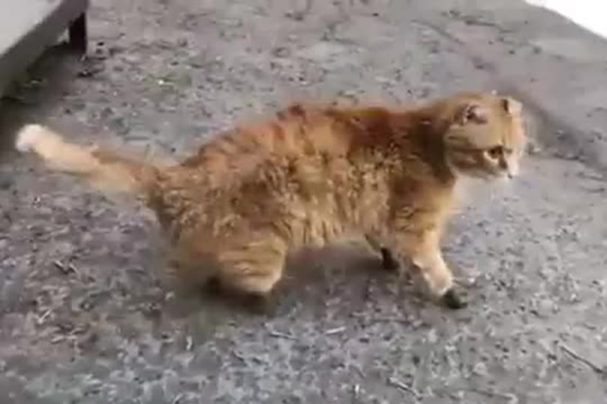 Трогательное видео: первая прогулка кота на четырех протезах