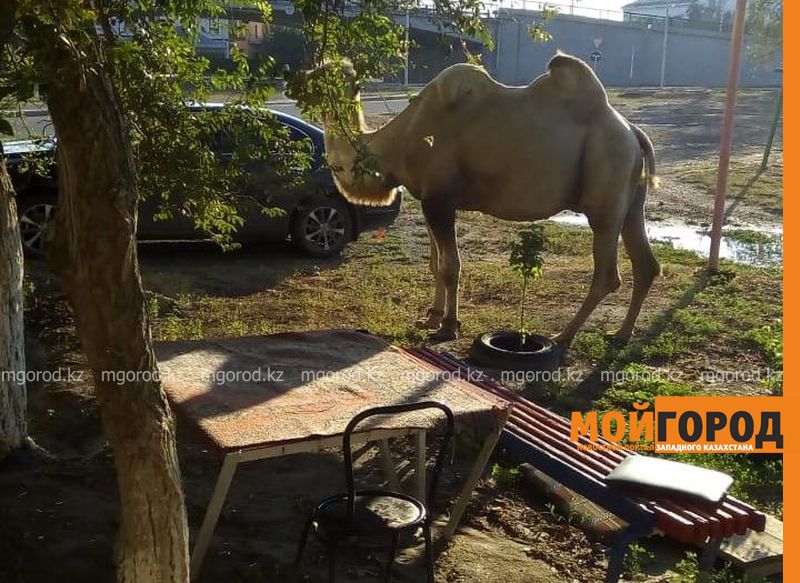 Жители Атырау пожаловались полицейским на бродячий скот на автодорогах