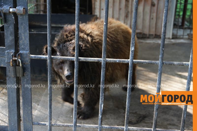 На запах мочи и экскрементов животных пожаловались соседи детского зоопарка в Уральске