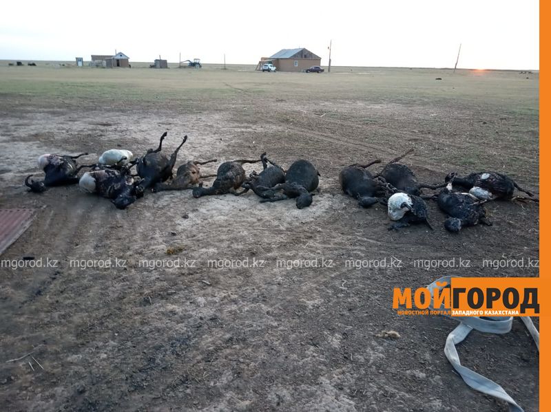 Более 100 голов скота погибло при пожаре в ЗКО