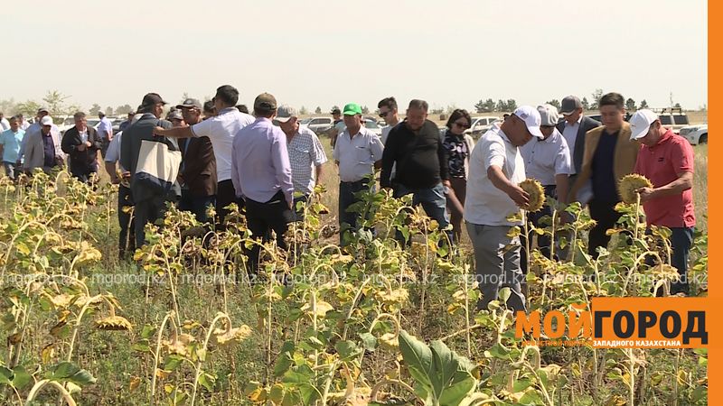 День поля в ЗКО был посвящен масличным культурам и новым технологиям