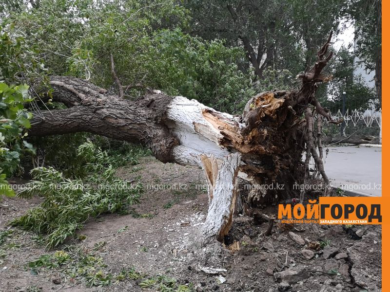 Ураганный ветер в ЗКО повалил деревья, разбил автомобили и сорвал кровлю школ (фото)