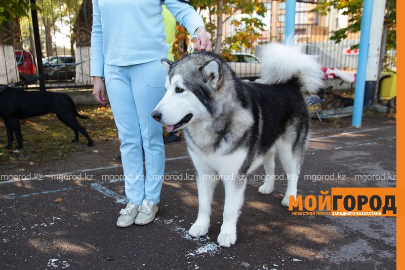 Более 200 собак разных пород приняли участие в выставке в Уральске