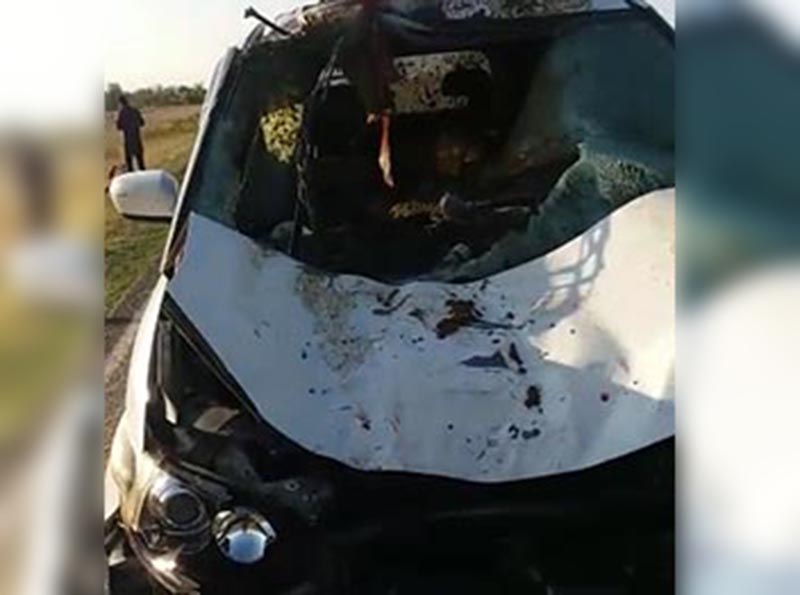 Лошадь залетела в салон автомобиля на трассе Уральск-Атырау (видео)