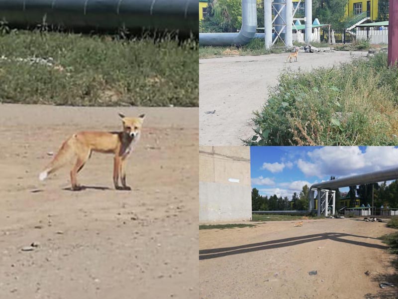 По улице в Уральске бегает лисёнок
