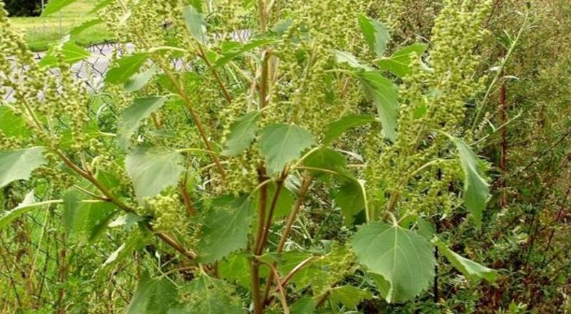 Сорняк-убийца из-за океана захватил казахские земли