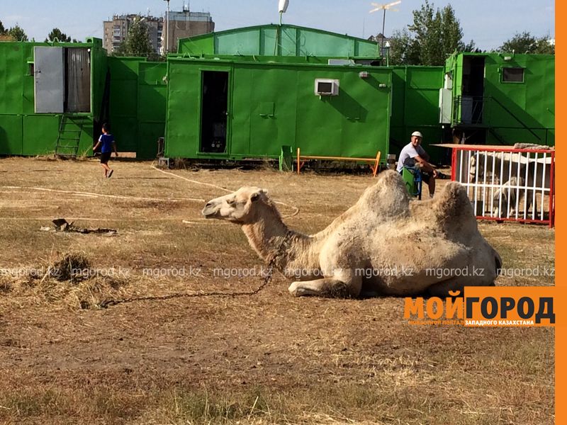 Верблюд напал на ребенка в Актюбинской области