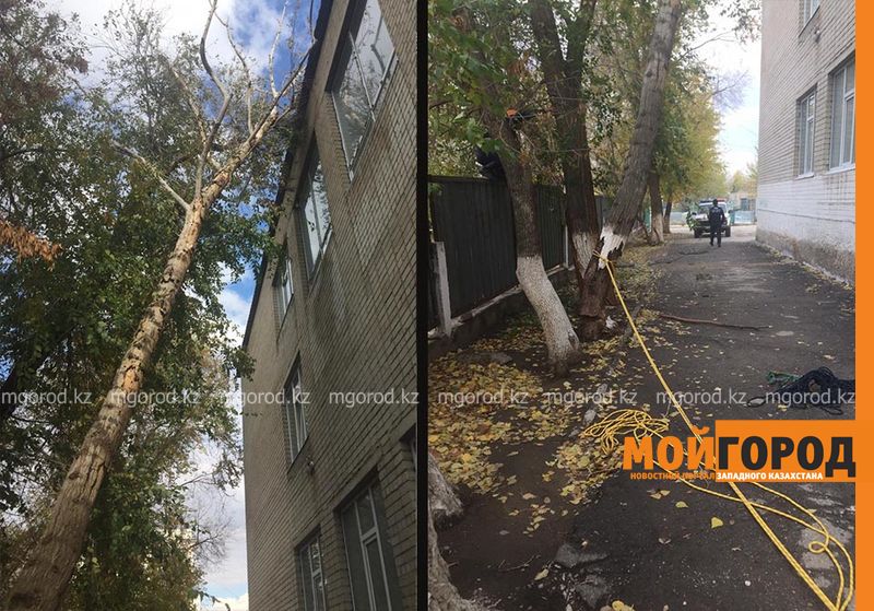 Дерево упало на школу в Актобе