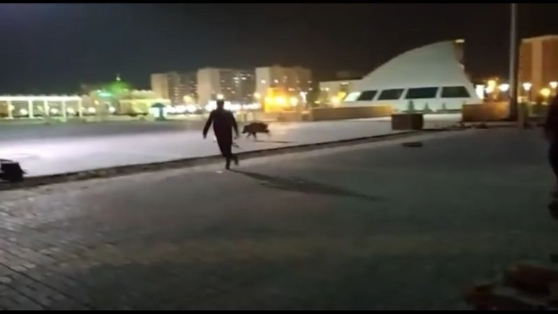 Дикий кабан «прогуливался» по площади Первого Президента в Уральске (видео)