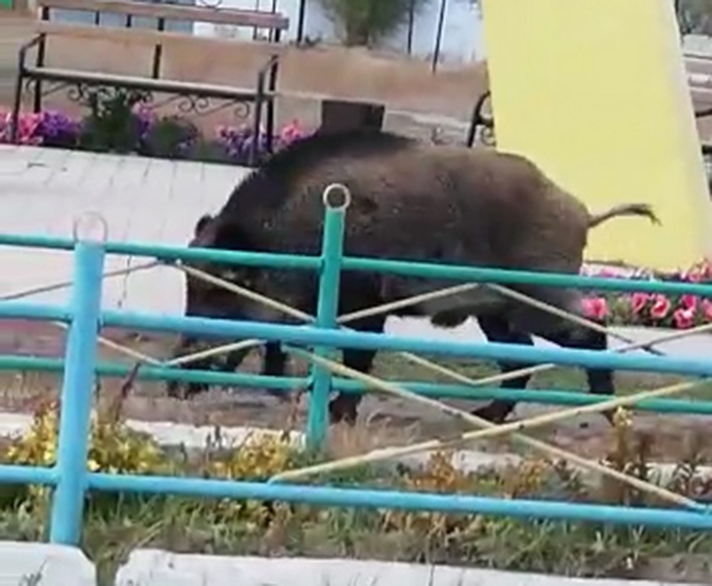 Полицейские ЗКО застрелили дикого кабана на детской площадке (видео)