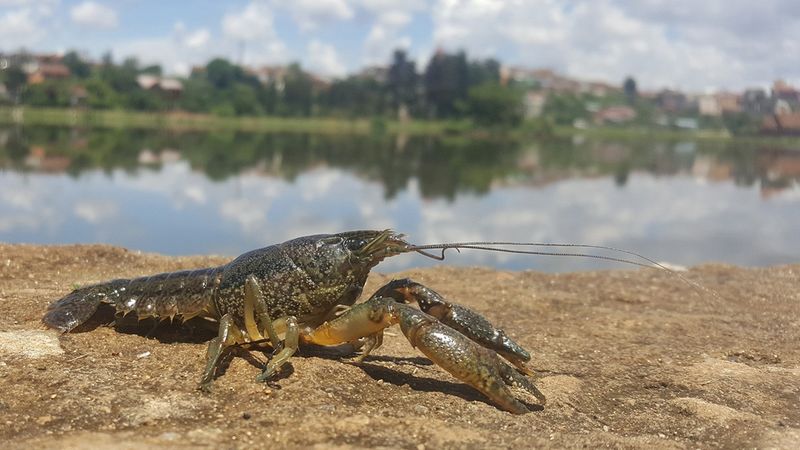 Атырауские рыбаки отмечают небывалое количество раков