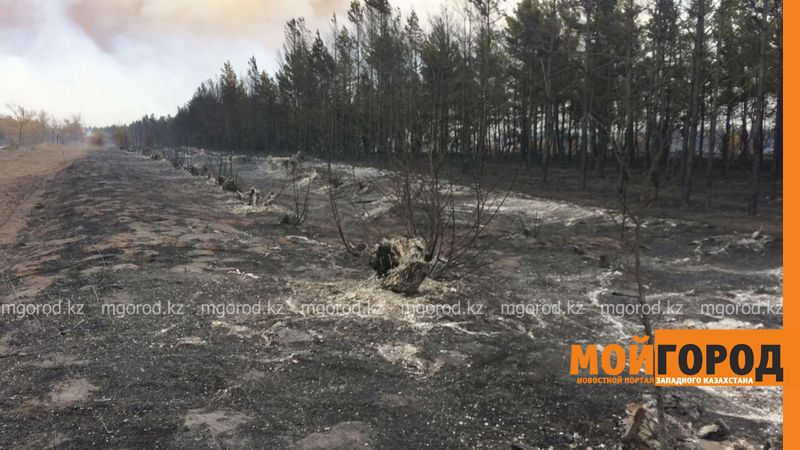 Более 200 гектаров выгорело в ЗКО