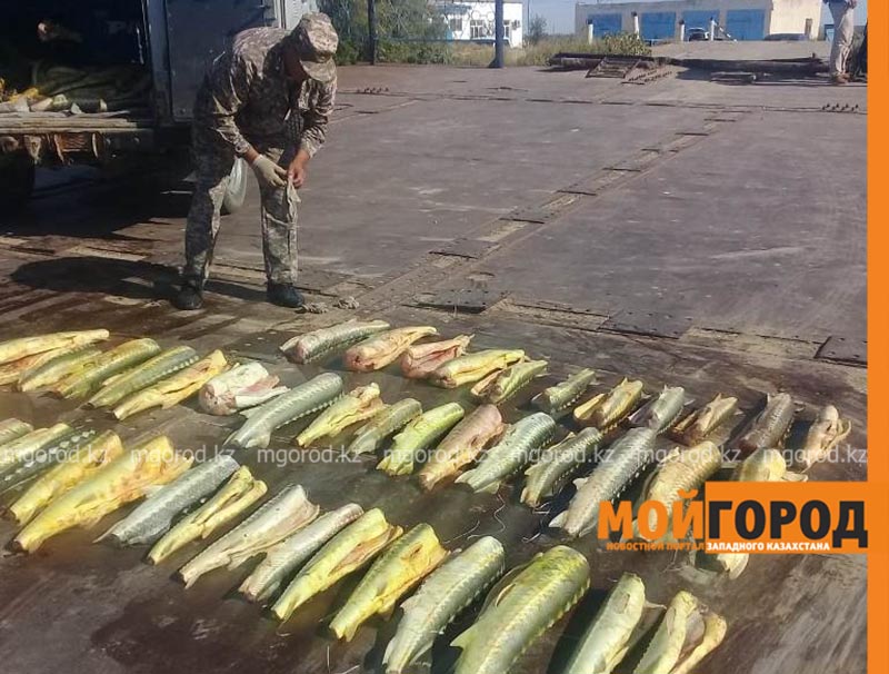 600 кг осетрины перевозили в Атырауской области