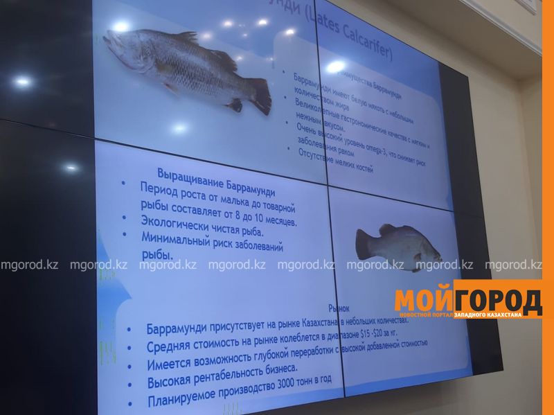 Морскую рыбу будут выращивать в ЗКО