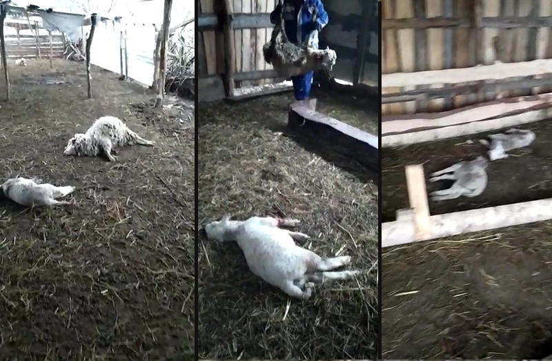 Уральцев напугало видео с нападением волков на овец