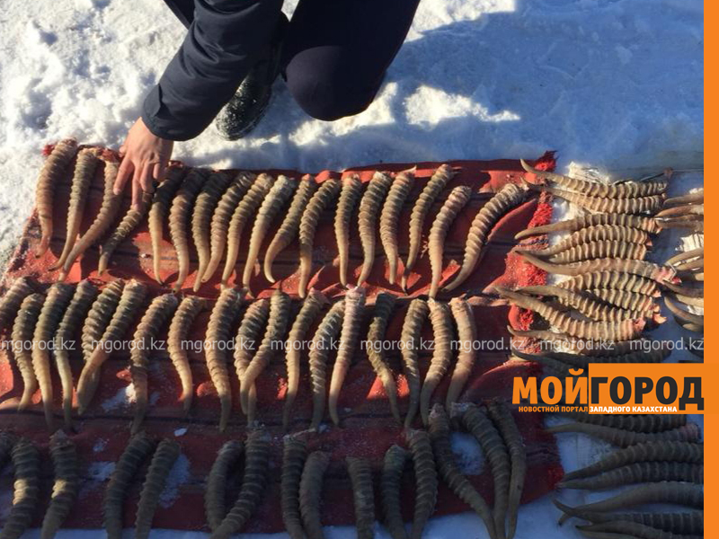 102 сайгачьих рога изъято у жителя ЗКО