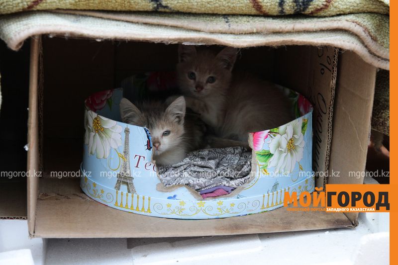 Уральцы пожаловались на пенсионерку, кормящую 15 бездомных кошек