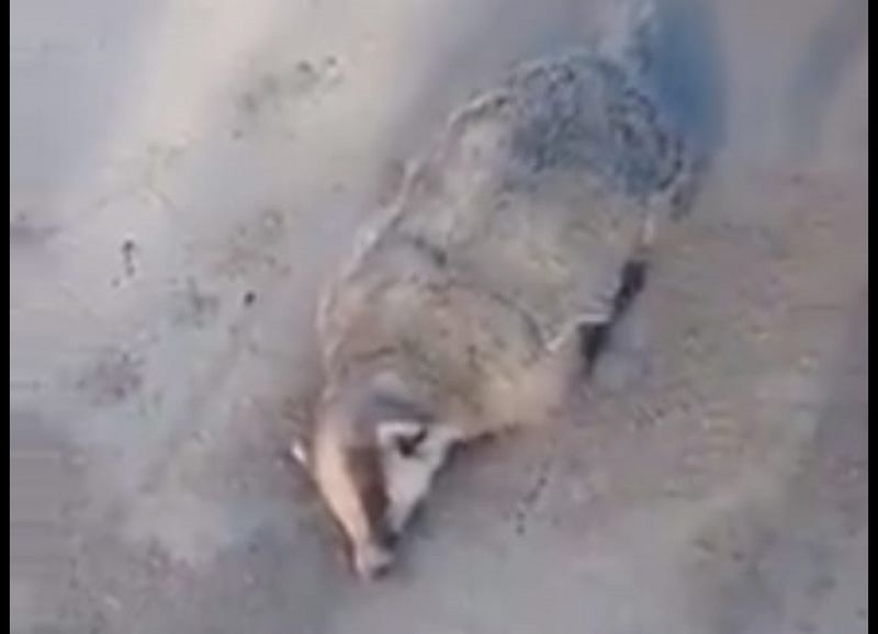 Получится куырдак - мужчина сбил барсука в Уральске и снял его на видео