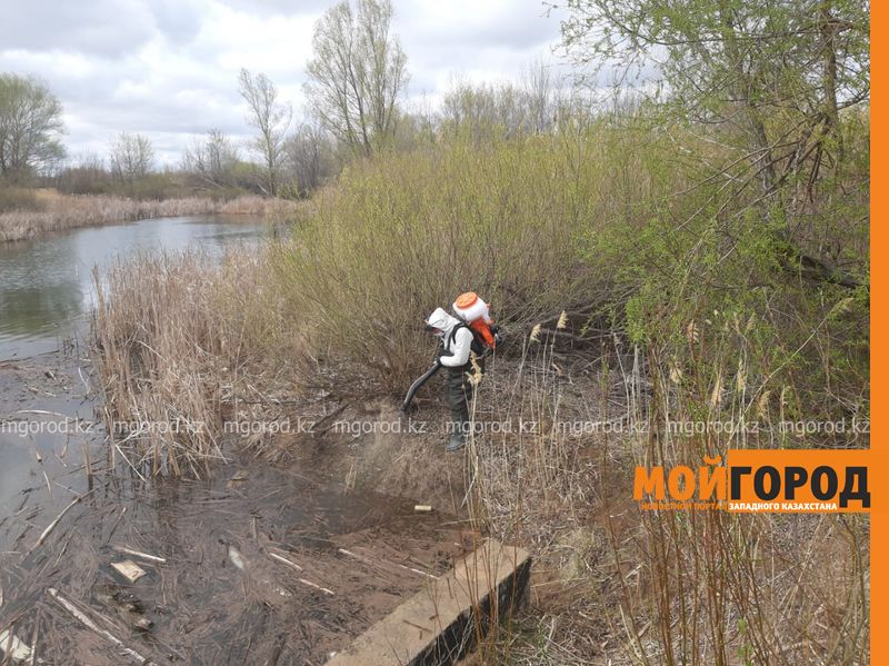 В ЗКО на борьбу с комарами и мошками выделено 88 млн тенге (видео)