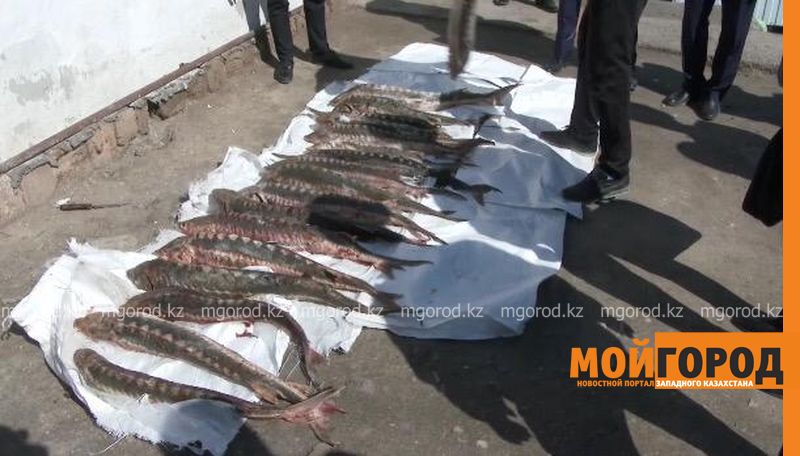 190 килограммов осетра изъяли у браконьеров полицейские в Атырау (фото, видео)