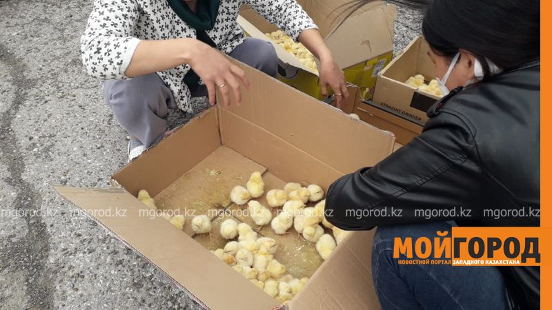 Многодетным и малообеспеченным семьям Бурлинского района бесплатно выделили цыплят для выращивания