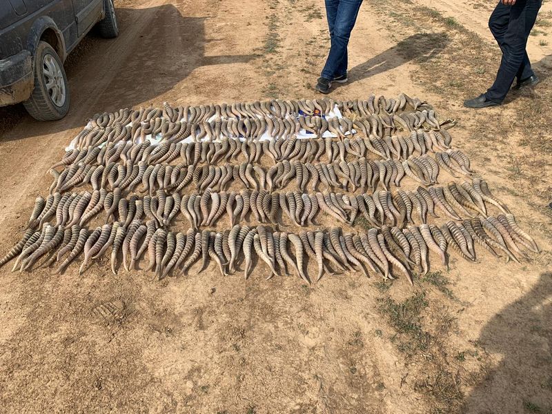 Жителя ЗКО задержали при продаже рогов сайги