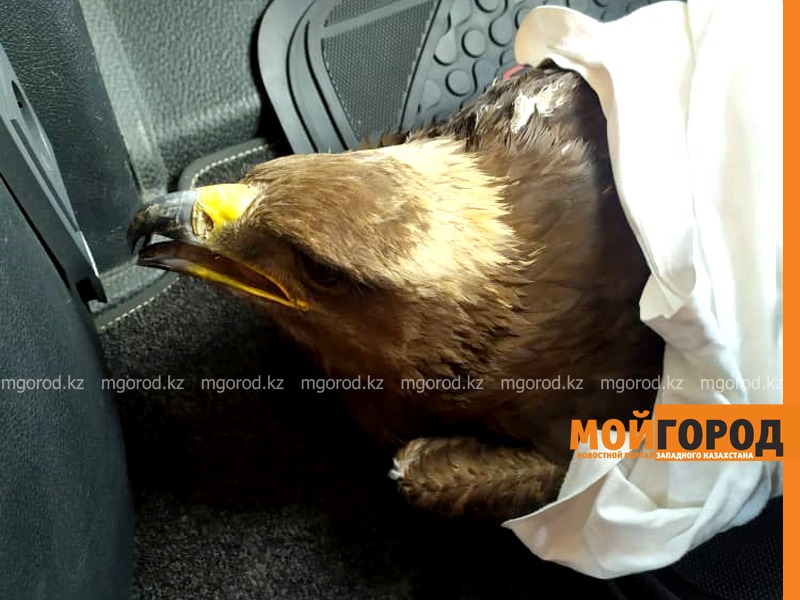 Дальнобойщик нашел на трассе в ЗКО раненого сокола