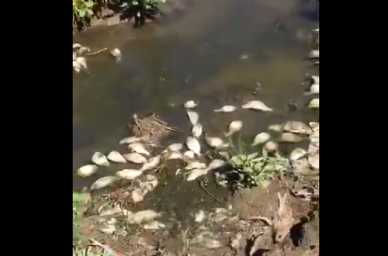 Актюбинцы сняли на видео мертвую рыбу в водохранилище