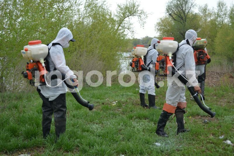 Тысячу гектаров земли обработали против гнуса в Уральске