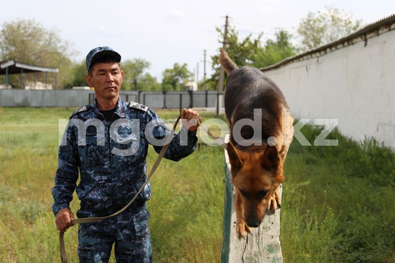 105 кг наркотиков было изъято с помощью служебных собак в Актюбинской области