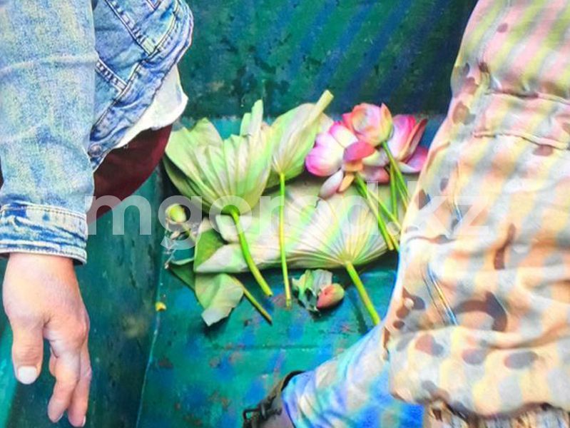 Восемь краснокнижных лотосов сорвала жительница Атырау
